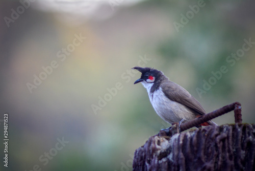 Red whiskered bulbul