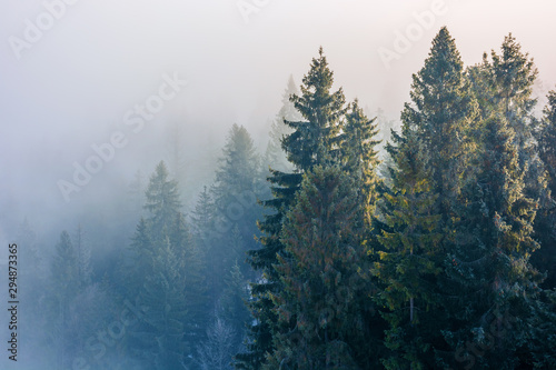 spruce trees in mist and hoarfrost. beautiful winter nature background