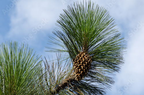 Giant Coulter pine (Pinus coulteri) with long needles and big cone on blue sky background in Crimea. Selective focus.