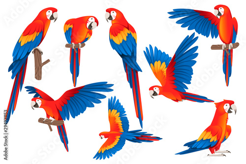 Set of adult parrot of red-and-green macaw Ara (Ara chloropterus) cartoon bird design flat vector illustration isolated on white background