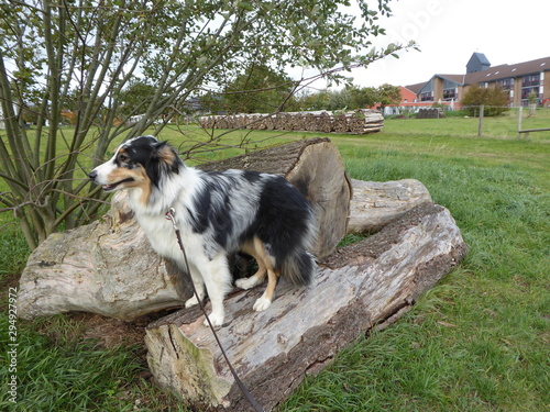Hund auf Holzstämmen mit gestapeltem Holz im Hintergrund