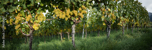 Weinreben Pano