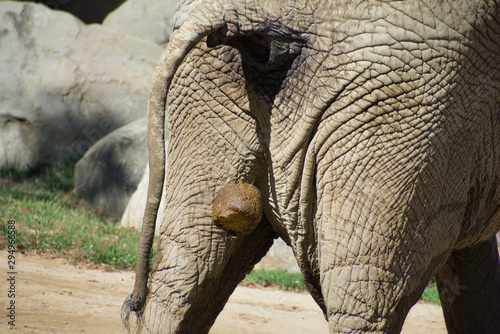 African elephant deification. LOXODONTA AFRICANA pooping on ground. Large balls of fiber in mid fall, on ground, and in behind