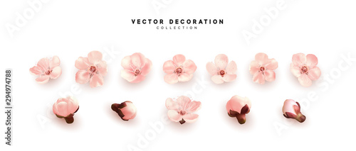 Flower flowering against isolated on white background. Blooming flower buds. Design of realistic pink floral buds.