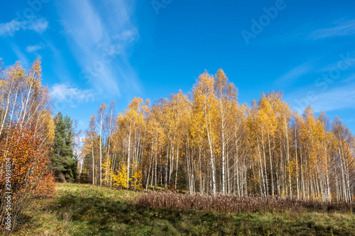 Tall white-birch birch trees with bright yellow leaves on a sunny day.