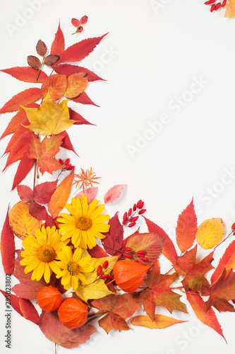 autumn leaves and flowers on white background