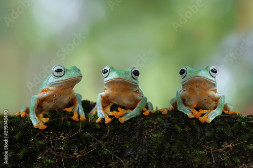 Flying frog on red flower, beautiful tree frog on red flowe, animal closeup