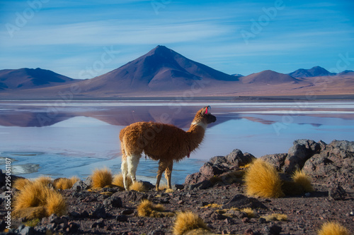 Laguna Colorada Bolivien