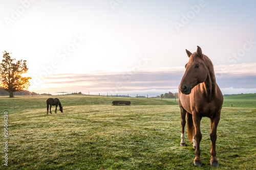 Horses grazing in pasture on a cold morning at sunrise beautiful peaceful landscape upstate NY