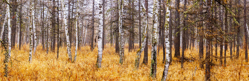 autumn in forest. panorama view of birch and larch forest.