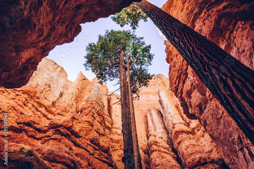 Bryce Canyon, Utah, USA. Single trees