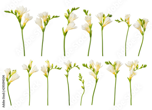 Freesia blooming twigs flower set collection isolated on white background.