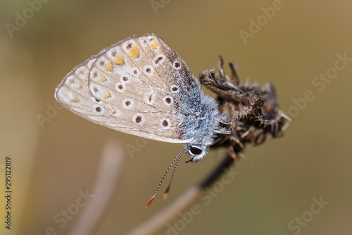 Pequeña mariposa del género Pseudophilotes.