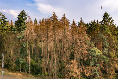 Luftaufnahme Fichtensterben durch den Klimawandel im deutschen Harz