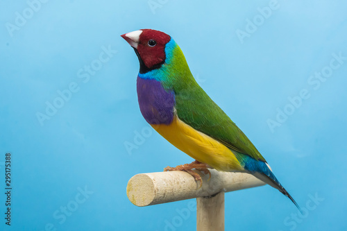 Gouldian Finch