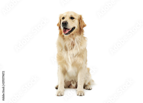 Studio shot of an adorable Golden retriever sitting and looking satisfied