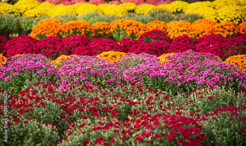 Rows of mums