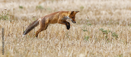 renard roux en chasse