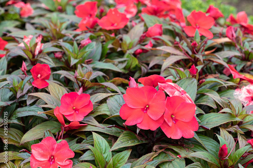 Impatiens walleriana Hook. f.