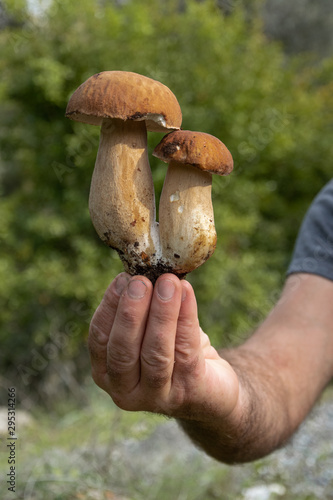 Crop view of man hands collecting mushrooms (Boletus edible) in the forest