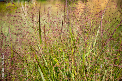 Panicum virgatum 'Squaw', - Panicum, Staudes des Jahres 2020