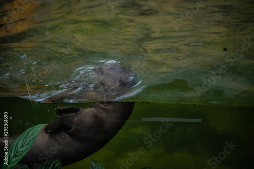 Arirania amazońska Wydra olbrzymia zoo