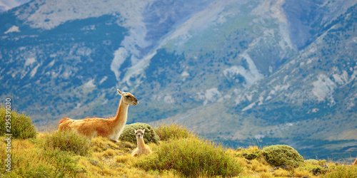 Mother guanaco with its baby