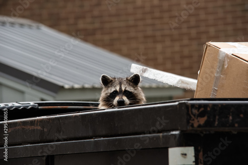 Cute raccoon peaks head out from dumpster.