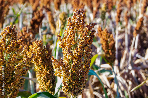 Milo Grain field late in the season. Wonderful redish brown in color with some greens.