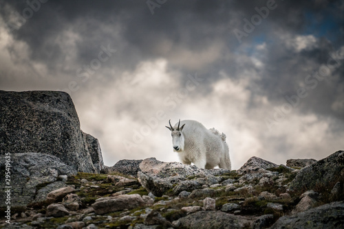 sheep in mountains