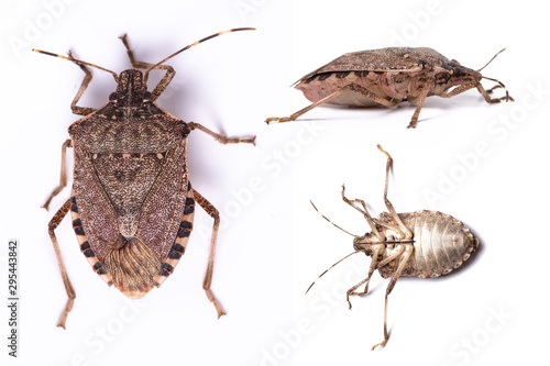 Brown marmorated stink bug close up dorsal and side view set