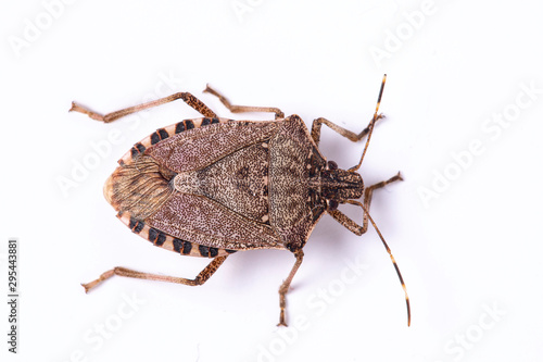 Brown marmorated stink bug close up dorsal view