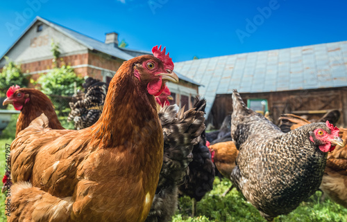 Group of chicken on a farmyard in a village located in Mazowieckie Province of Poland