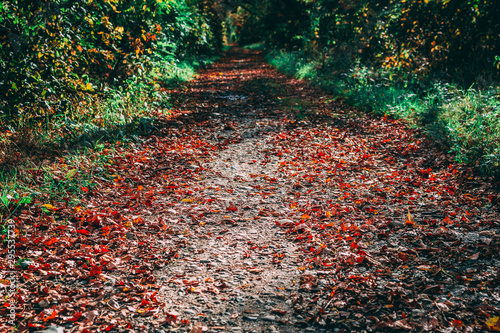 autumn trail in the park with red leaves