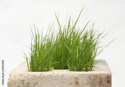 growing grass made of bricks on a white background