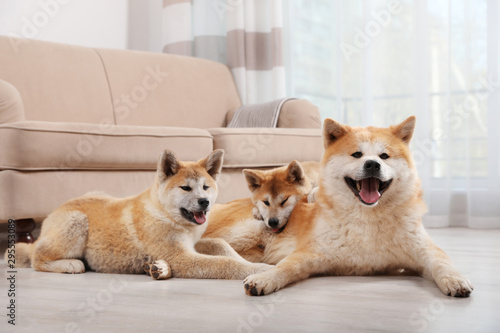 Adorable akita inu dog and puppies on floor in living room
