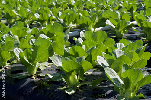 Bok choy plantation, or acelga chinesa