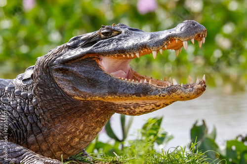 Close-up of a Black Caiman profile with open mouth against defocused background at the water edge, Pantanal Wetlands, Mato Grosso, Brazil
