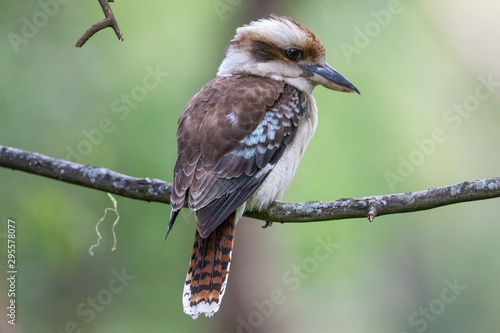 Laughing Kookaburra in Australia