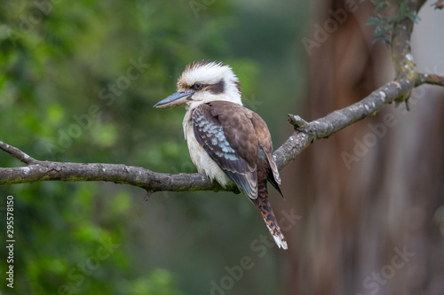 Laughing Kookaburra in Australia