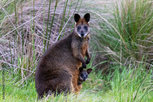 Swamp Wallaby in Australia