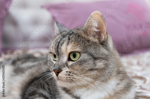 Scottish gray cat breed, the muzzle is close up, the concept of relaxation. Serious look. Close up