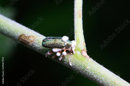 Beauveria bassiana infected insects on green plant