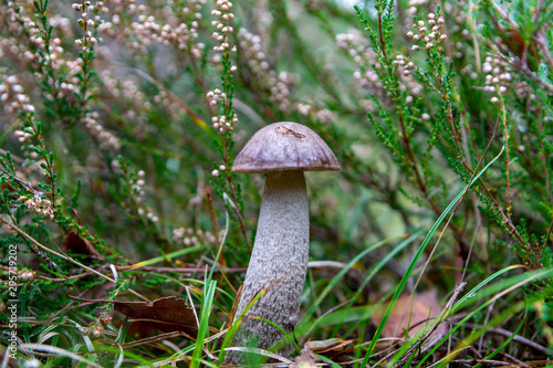 Edible forest mushroom Boletus Leccinum fungus, tasty vegetarian food