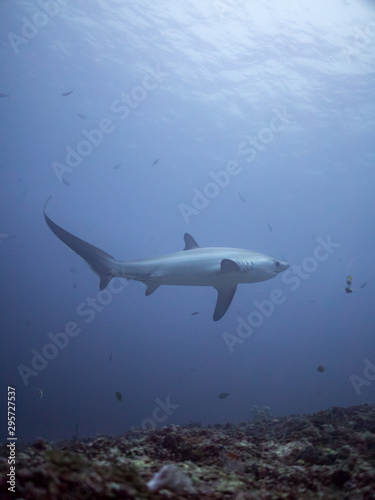A thresher shark swims over the reef at dawn