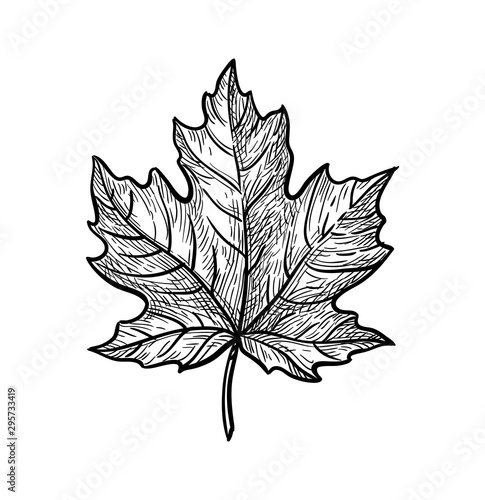 Ink sketch of maple leaf.