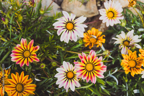 African native Gazania daisies with vibrant yellow and red tones