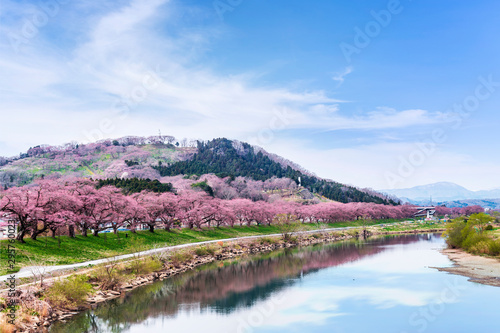 View of Cherry Blossom or Hitome Senbon Sakura festival at Shiroishi riverside and agricultural plants, Funaoka Castle Ruin Park, Sendai, Miyagi, Japan