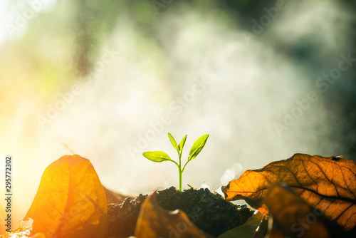 The seedling are growing in the soil with the backdrop of the sun or sunlight. / Wherever the tree is planted, everyone will benefit from it. The worldwide platform to plant trees.