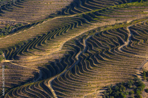 UNESCO World Heritage, the Douro Valley beautiful endless lines of Vineyards, in Sao Joao da Pesqueira, Viseu, Portugal.